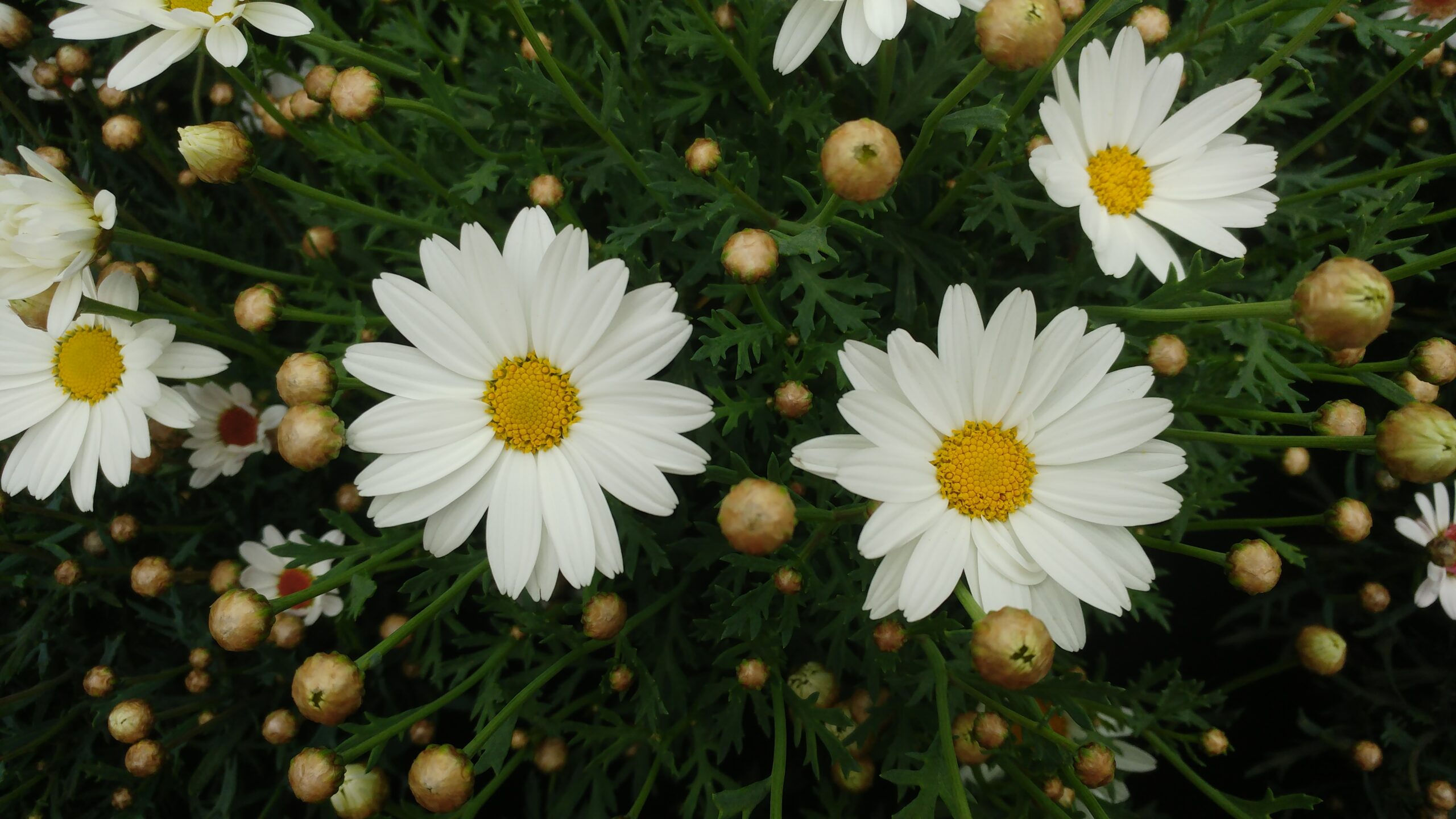 Fiore di margherita