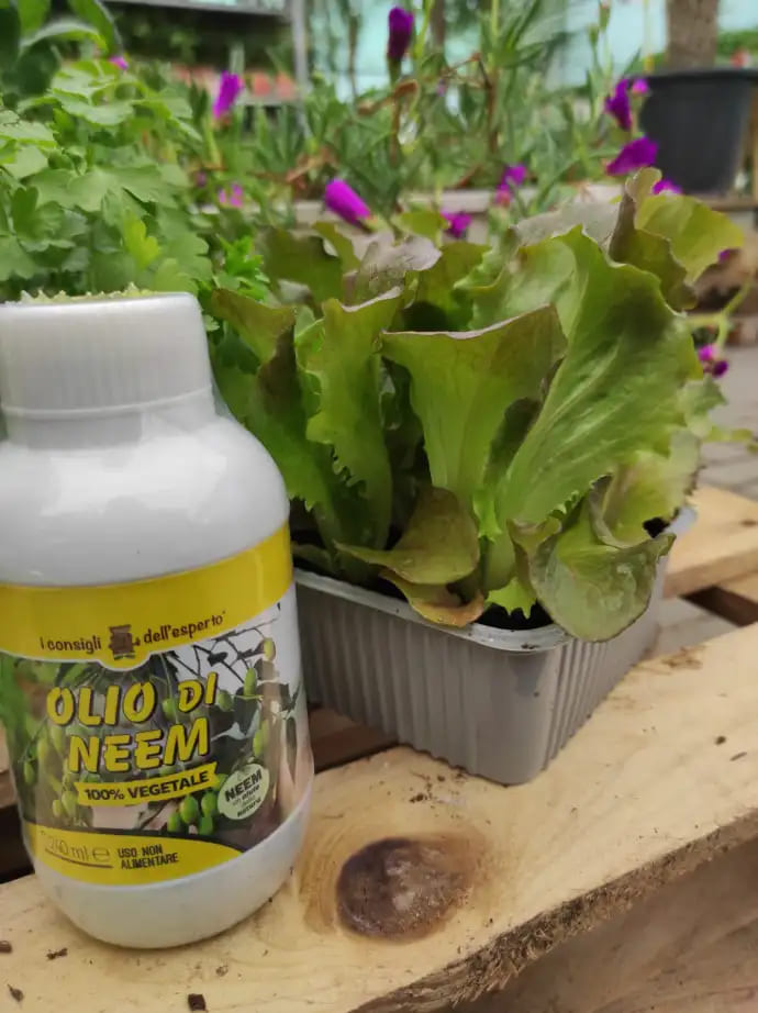 Utilizzi olio di neem per le piante: come utilizzare l'olio di neem in  giardino
