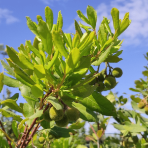 Corbezzolo con frutti in maturazione