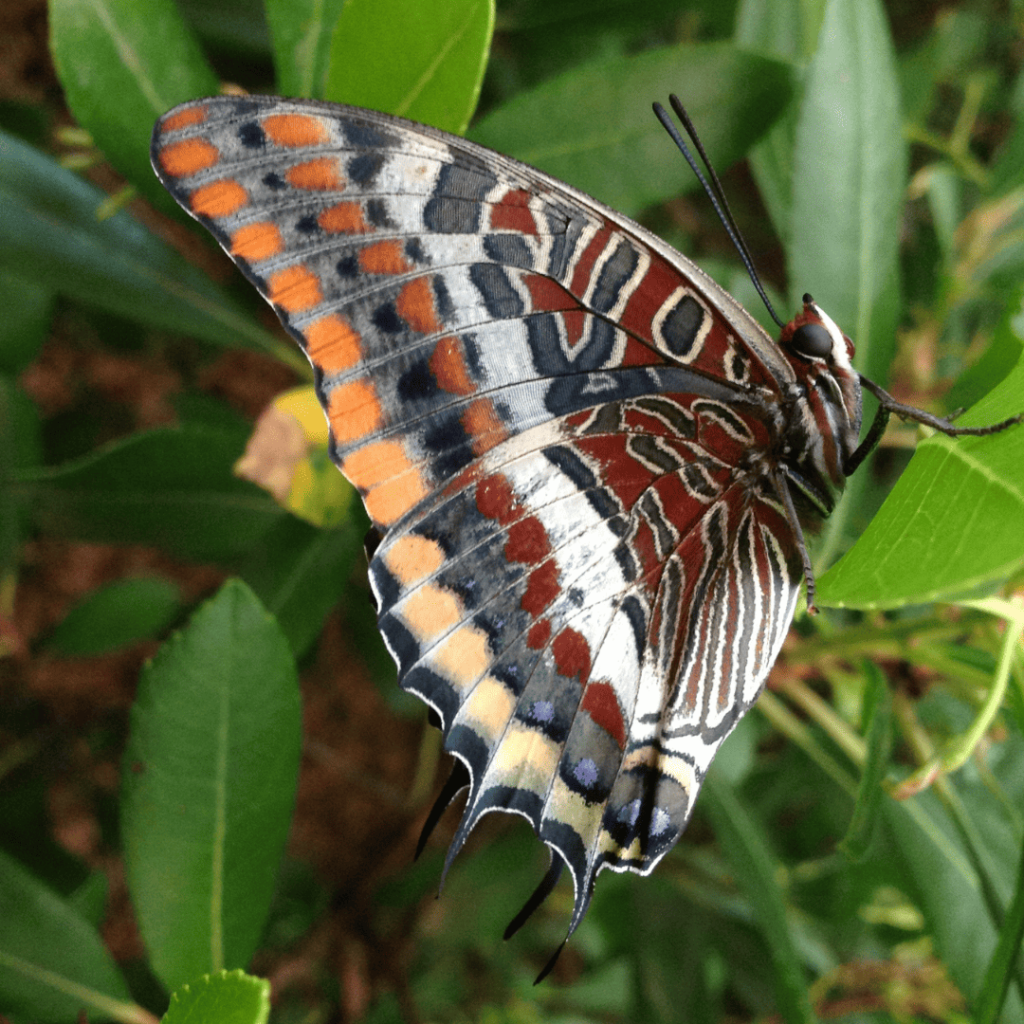 farfalla Caharaxes jasius