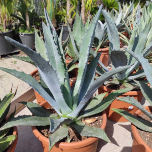 Agave americana