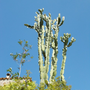 Euphorbia eritrea