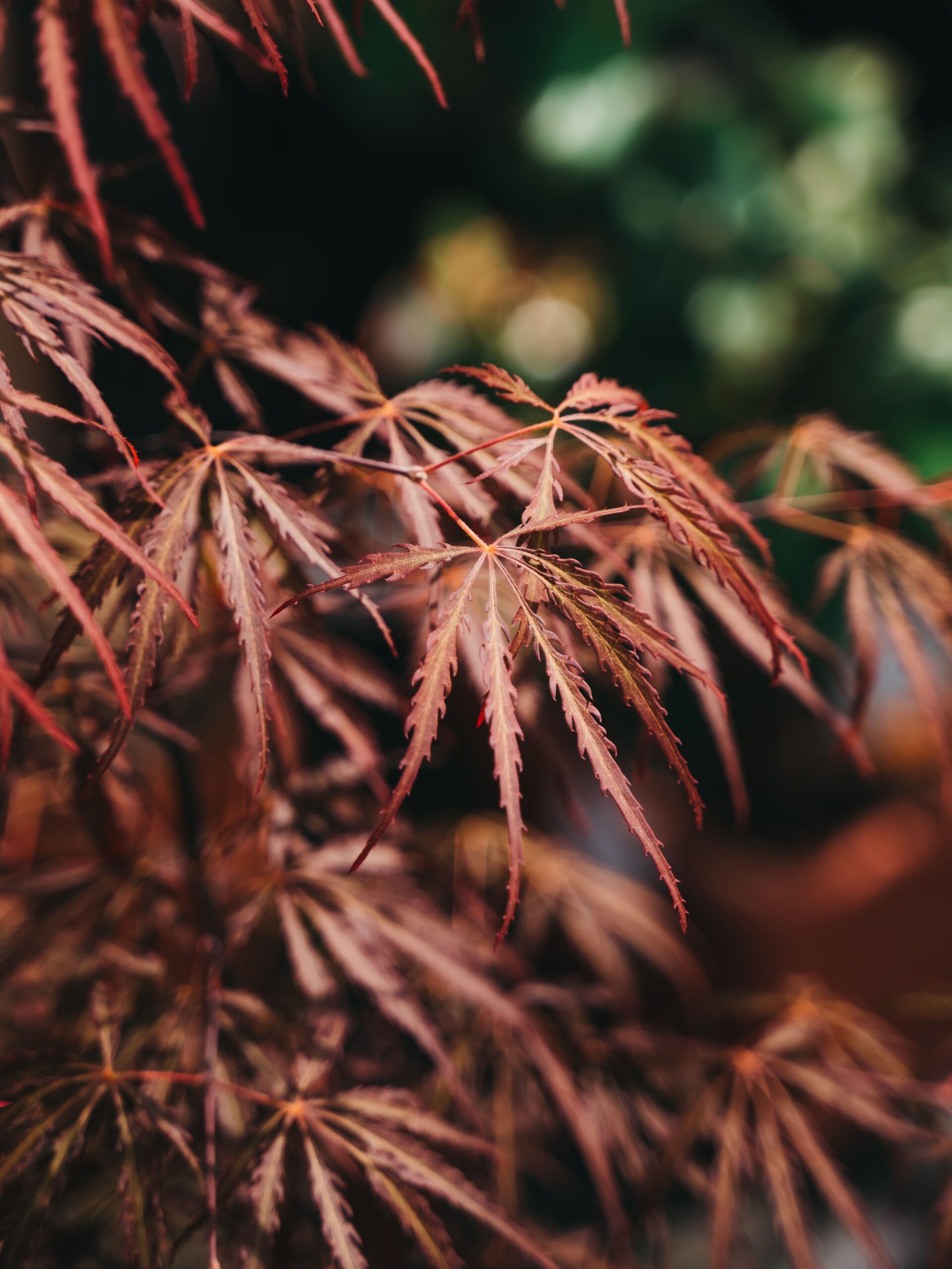 Foglia di Acero rosso