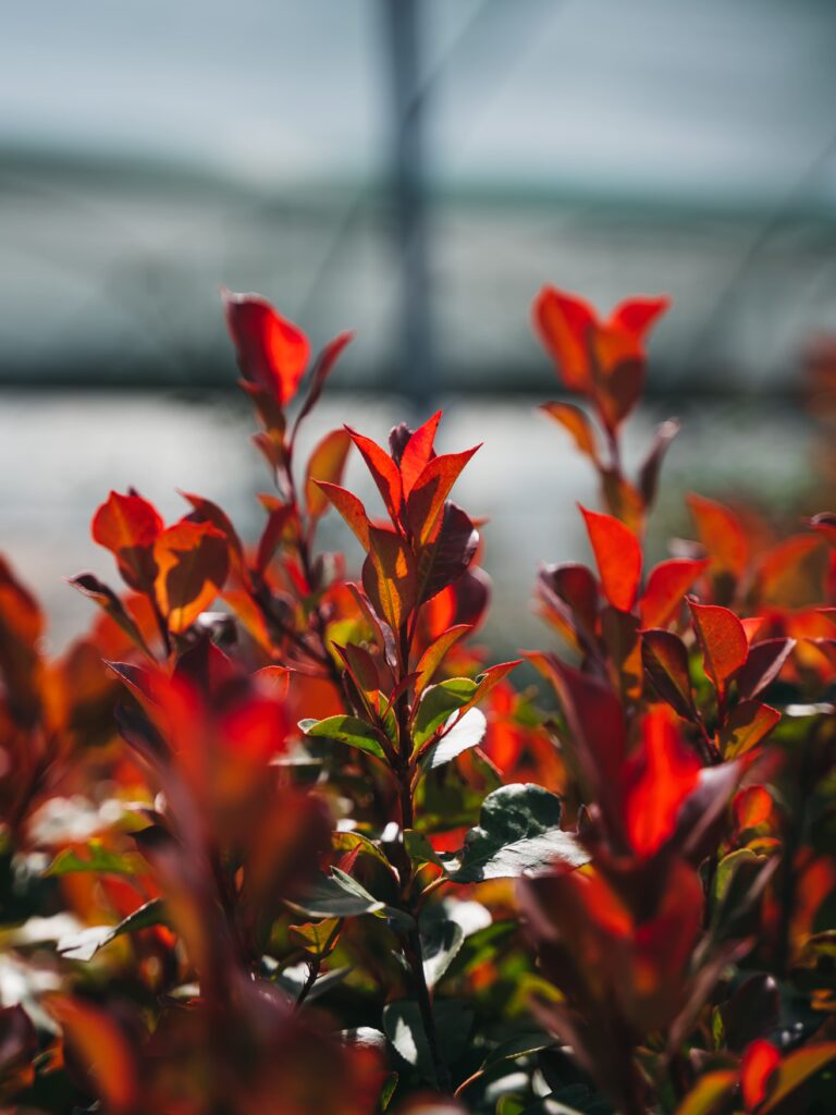 Foglie di Photinia Red Robin