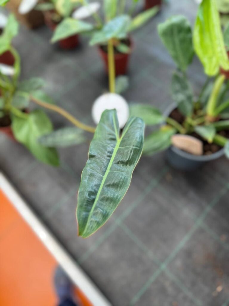 philodendron billietiae