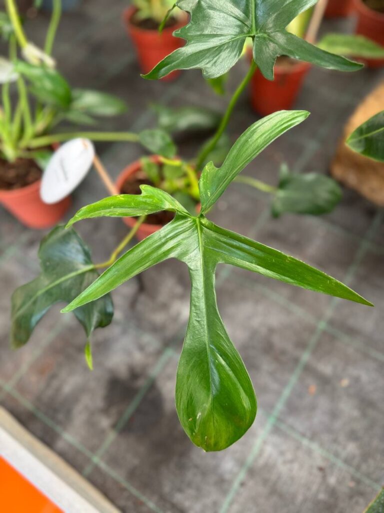 philodendron glad hands