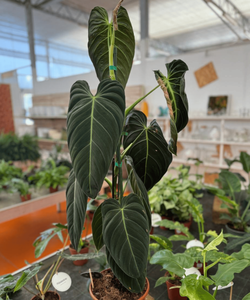 Philodendron melanochrysum